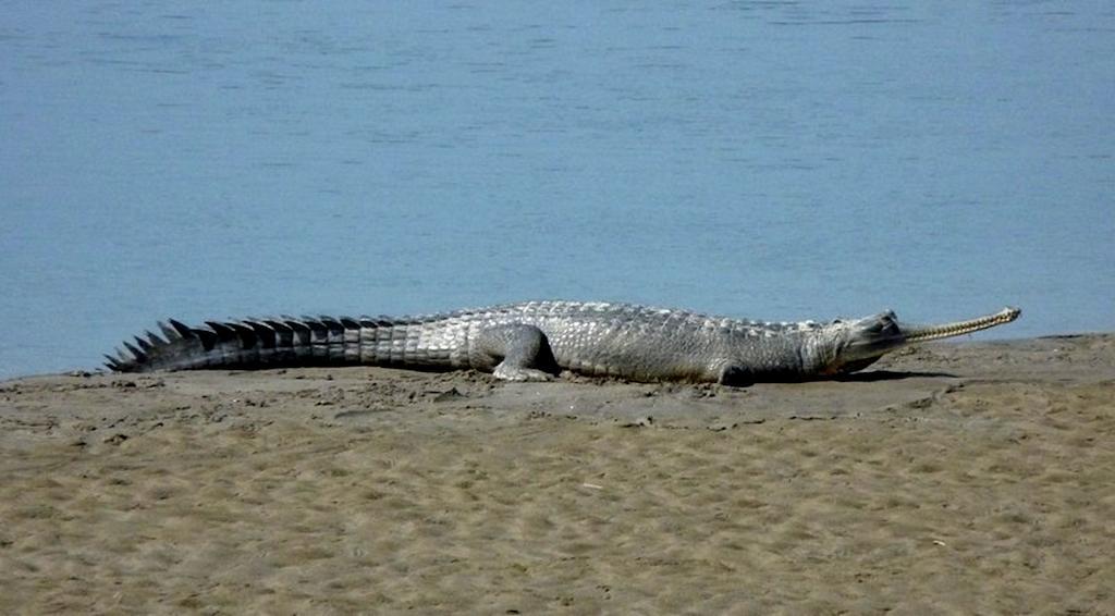 Chitwan Safari Camp & Lodge ソーラハ エクステリア 写真