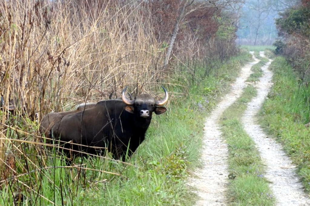 Chitwan Safari Camp & Lodge ソーラハ エクステリア 写真