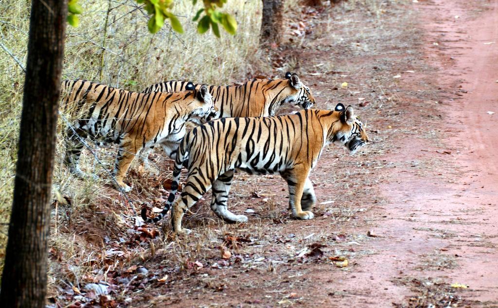 Chitwan Safari Camp & Lodge ソーラハ エクステリア 写真