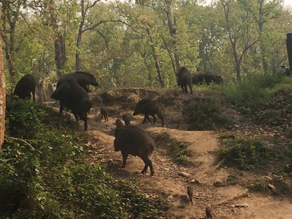 Chitwan Safari Camp & Lodge ソーラハ エクステリア 写真